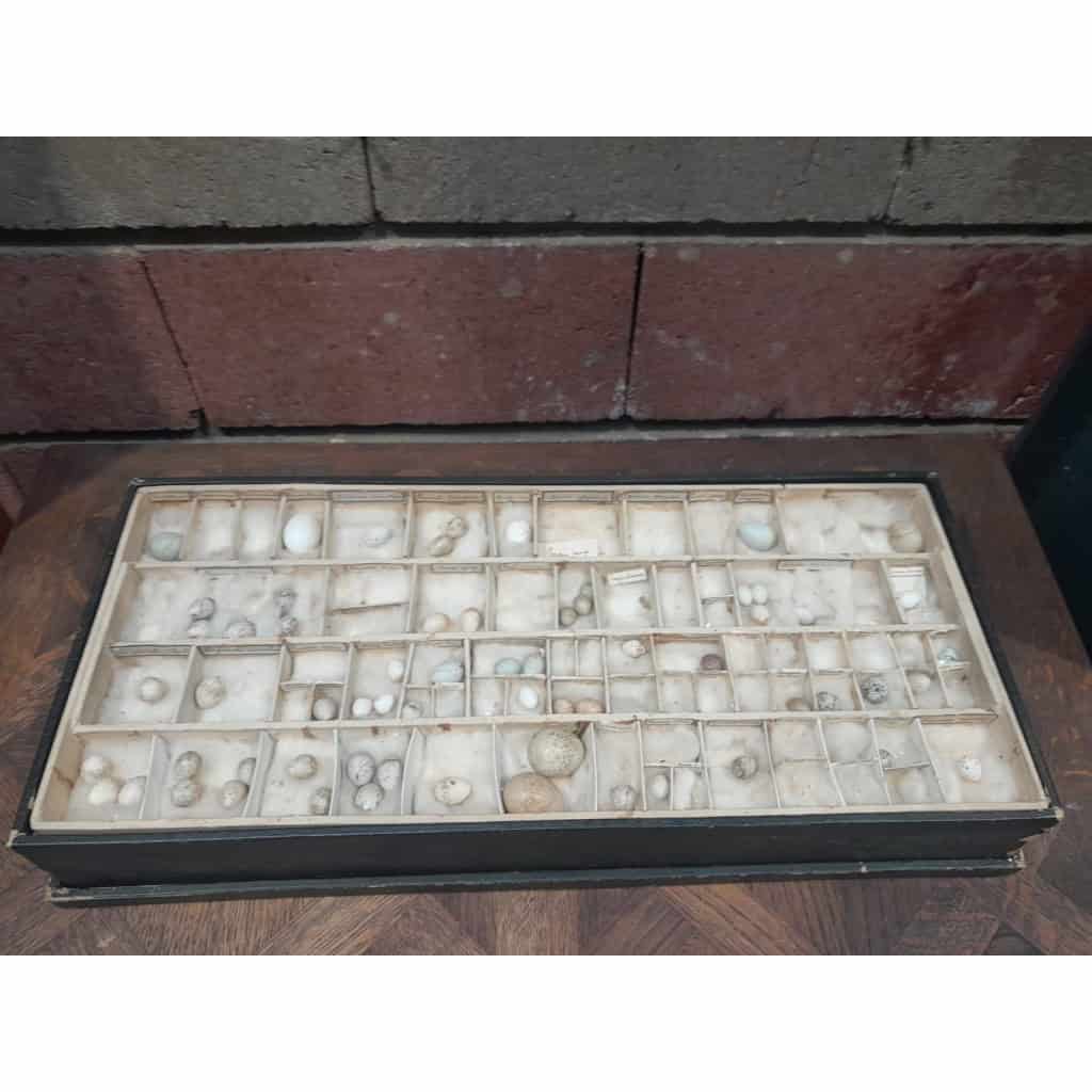 Collection d&rsquo;œufs, début XXÈME, 64 espèces 4
