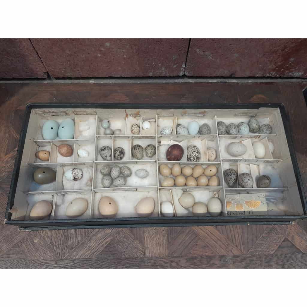 Collection d&rsquo;œufs, début XXÈME, 64 espèces 5