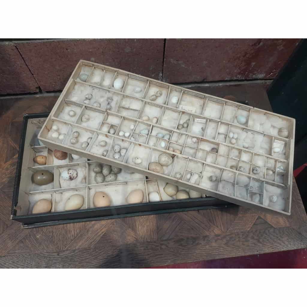 Collection d&rsquo;œufs, début XXÈME, 64 espèces 3