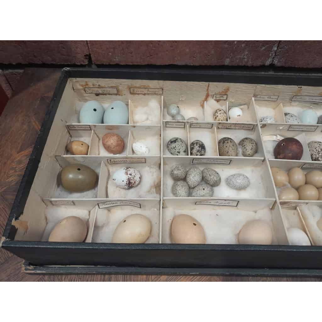 Collection d&rsquo;œufs, début XXÈME, 64 espèces 7