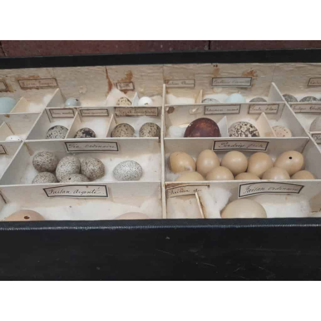 Collection d&rsquo;œufs, début XXÈME, 64 espèces 8