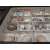 Collection d&rsquo;œufs, début XXÈME, 64 espèces 21