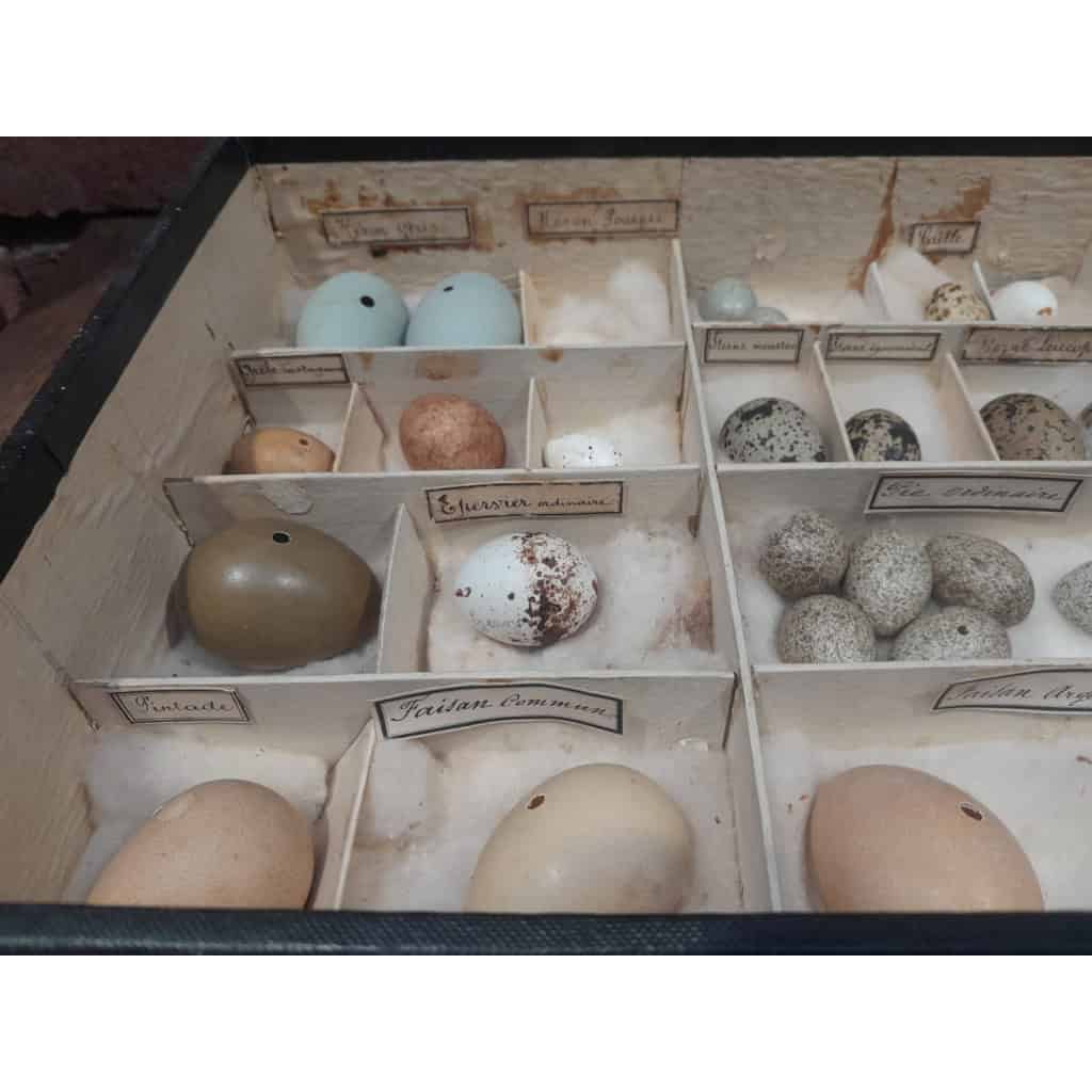 Collection d&rsquo;œufs, début XXÈME, 64 espèces 10