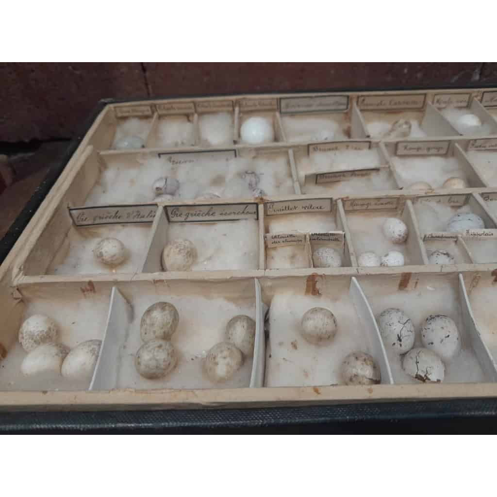 Collection d&rsquo;œufs, début XXÈME, 64 espèces 11