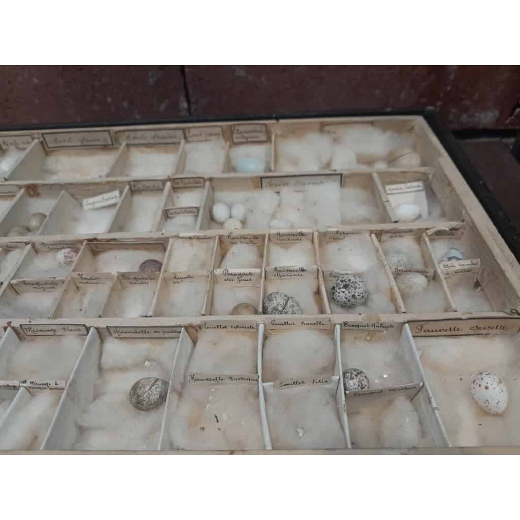 Collection d&rsquo;œufs, début XXÈME, 64 espèces 12