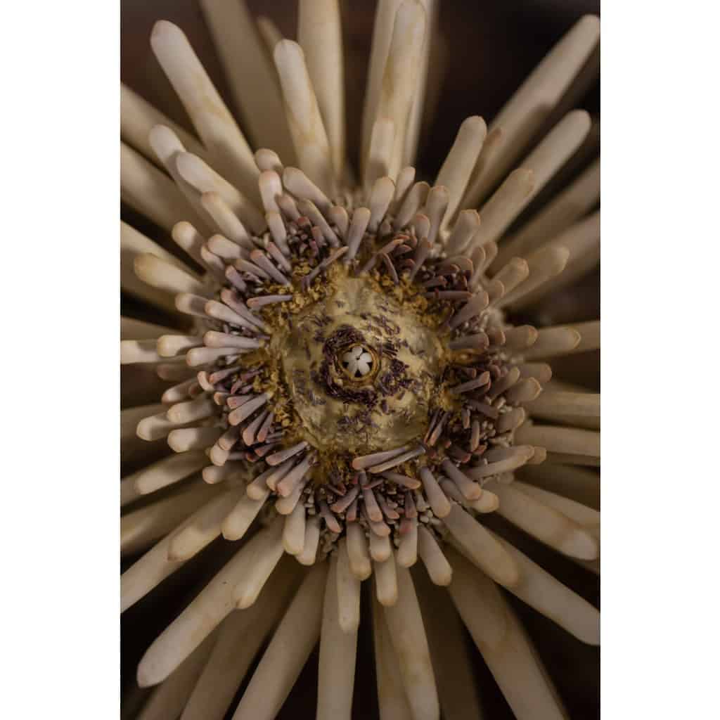 Paire de grandes appliques murales en métal poli. Années 70 10