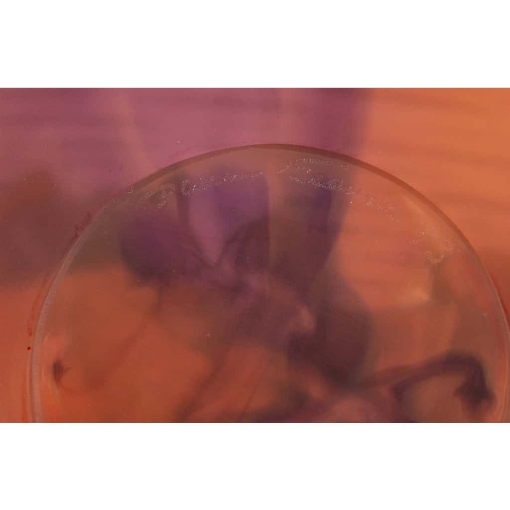 Daum France – Coupe Fleur d&rsquo;Orchidée Cristal – NEUF EN COFFRET 8